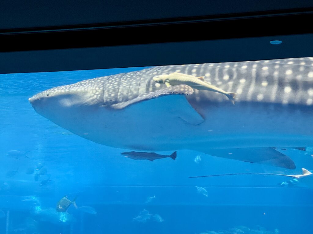 美ら海水族館 黒潮の海 ジンベエザメ