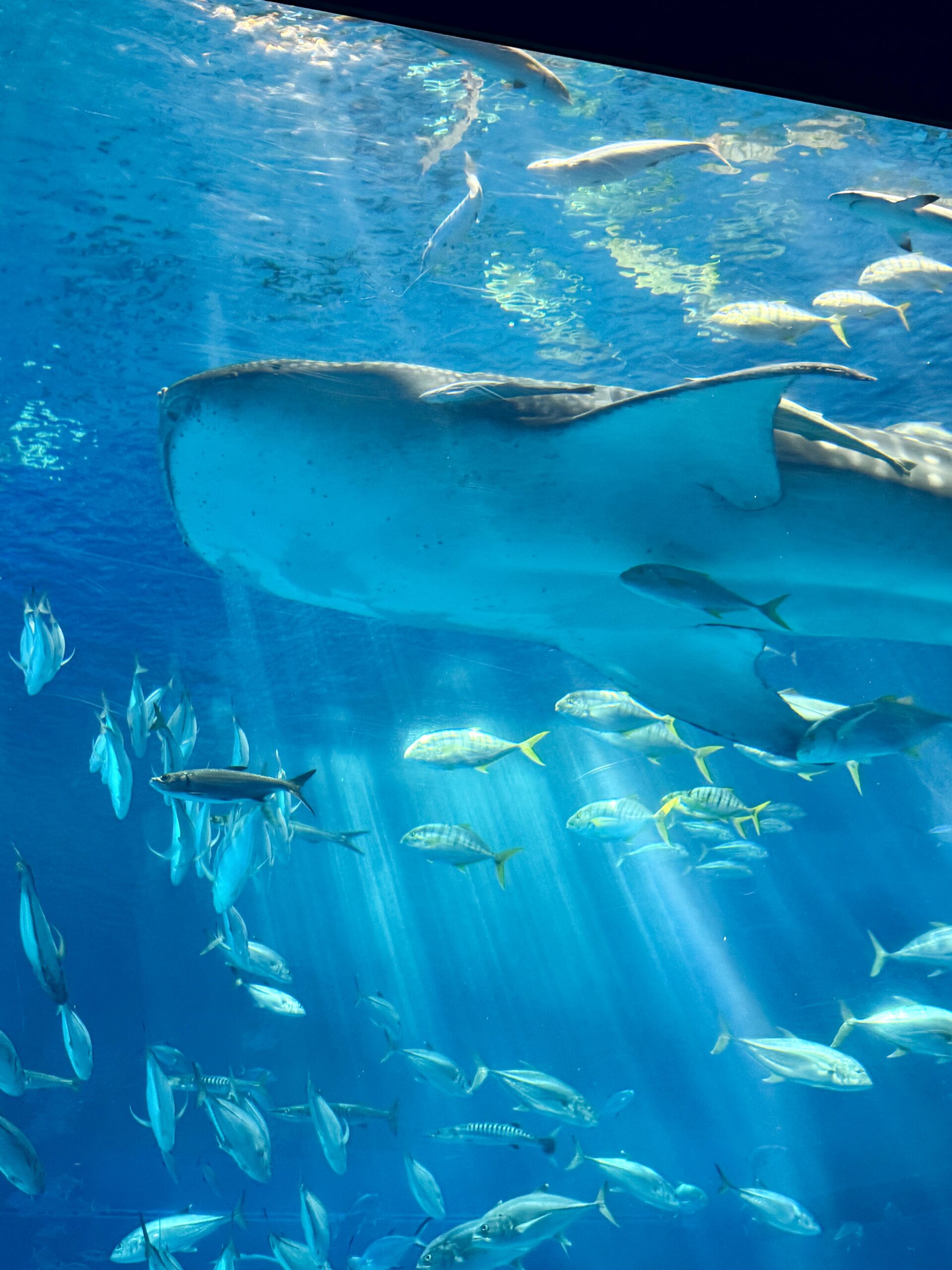 美ら海水族館 黒潮の海 ジンベエザメ